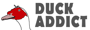 duckaddict.com - Pascal BOURUT